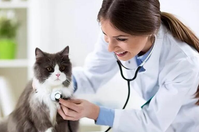 7 astuces sur comment payer moins cher le vétérinaire ?