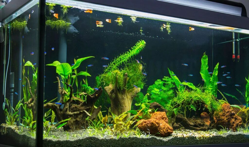 poissons dans un aquarium