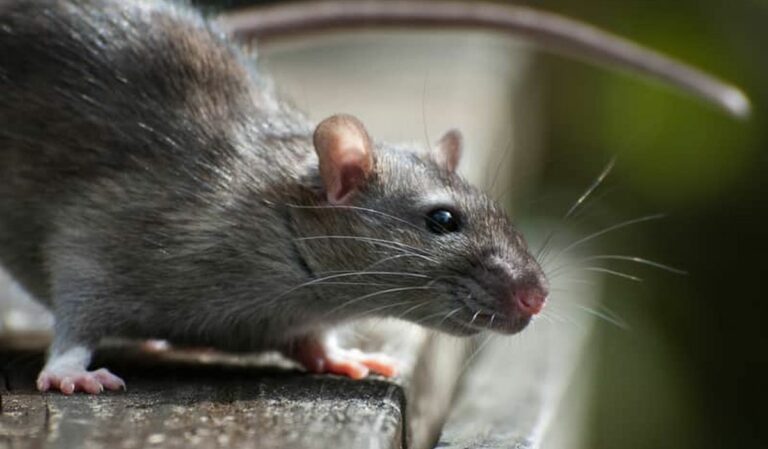 Comment attraper un rat sans lui faire de mal